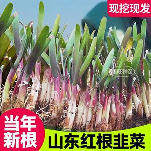 ۹t²ˬFڬFl~²˴̨ͥԺ߮aNֲl