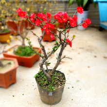 海棠花盆栽树苗盆景重瓣老桩庭院大绿植物室内带花苞发货好养易活