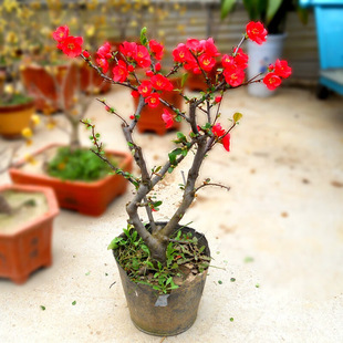 ���Ļ����Ԙ����辰�ذ��Ϙ�ͥԺ��Gֲ���҃Ȏ������l؛���B�׻�