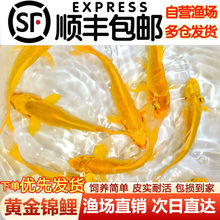 黄金锦鲤草鲫草鱼鱼苗观赏鱼小金鱼活鱼养不死金鱼耐活养不死懒人