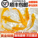 黄金锦鲤草鲫草鱼鱼苗观赏鱼小金鱼活鱼养不死金鱼耐活养不死懒人