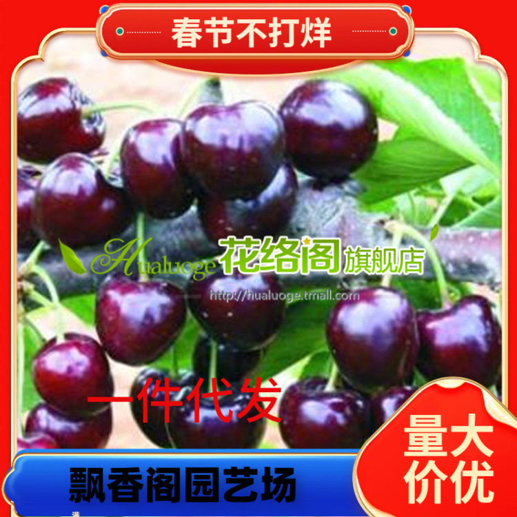 吉塞拉矮化樱桃苗批发 吉塞拉矮化6号砧木苗12号 17号 y1樱桃砧木