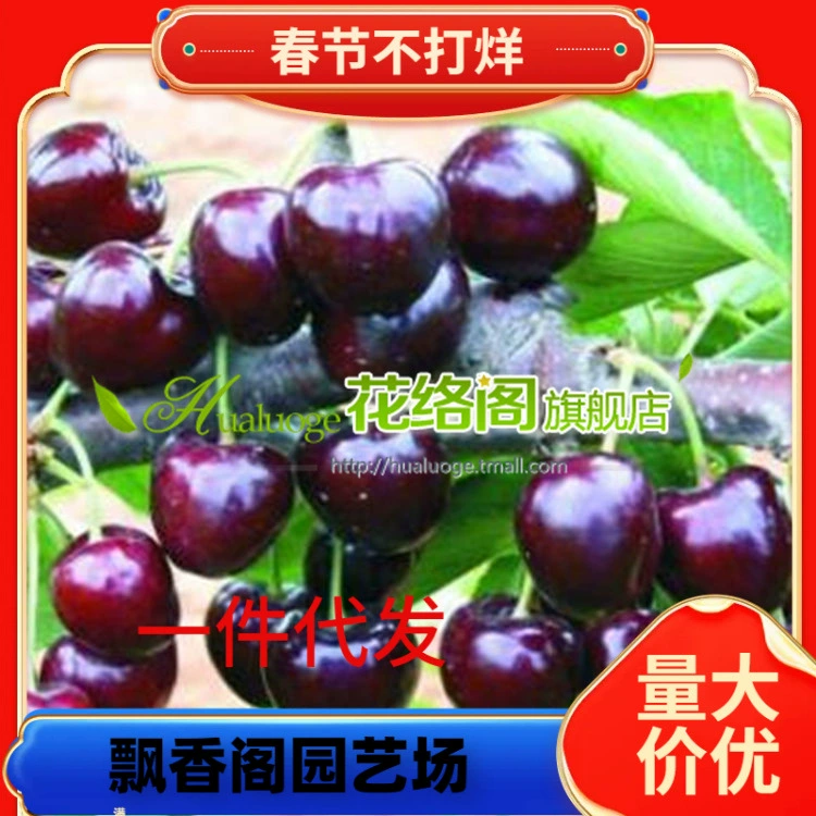 Гизея гномовидная саженцы вишни оптом Гизея гномовидная №6 питомник №12 №17 y1 питомник вишни