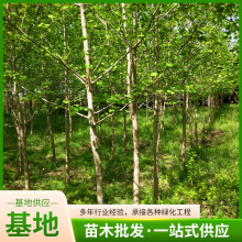 基地供应 银杏树苗规格齐全 现挖 批发银杏苗 绿化苗木 银杏小苗