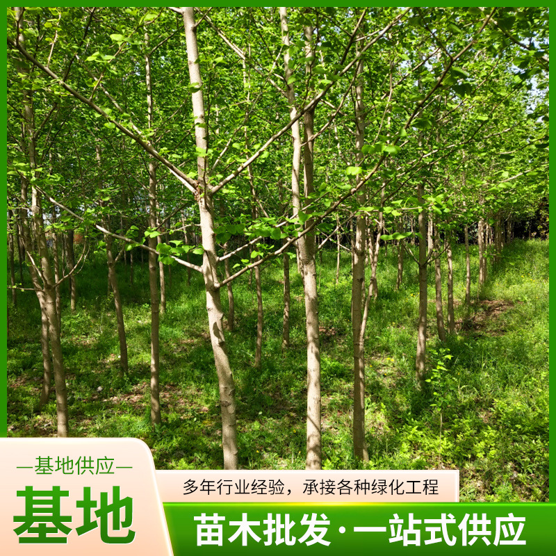 基地供应 银杏树苗规格齐全 现挖 批发银杏苗 绿化苗木 银杏小苗