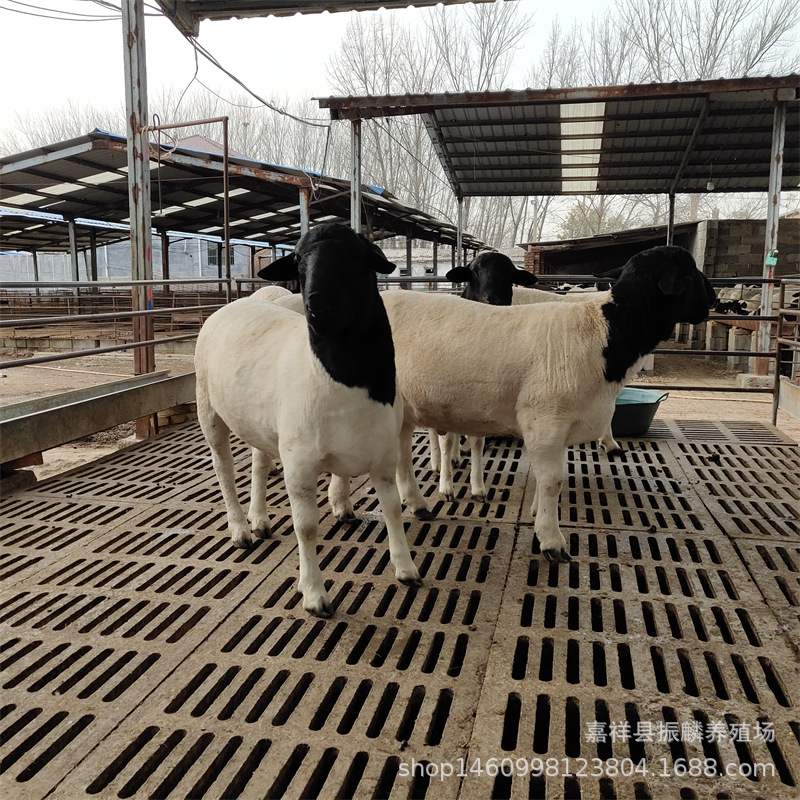 杜泊绵羊怀孕母羊 黑头杜泊绵羊价格杜波一年的要肉羊价格