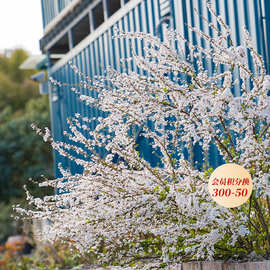 海蒂的花园雪柳盆栽喷雪花金叶粉花白花多年生花灌木耐寒花卉植物