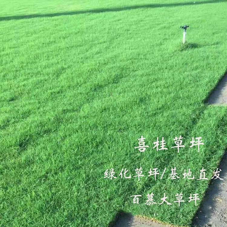 百慕大草坪草坪带土狗牙根人工工程绿化天然高尔夫草卷百慕大