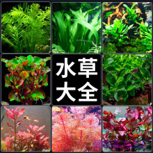 ˮ��ֲ���~��ˮ���쾰���ˮ���ˮ�Ųݸ׾Gֲ��������~������