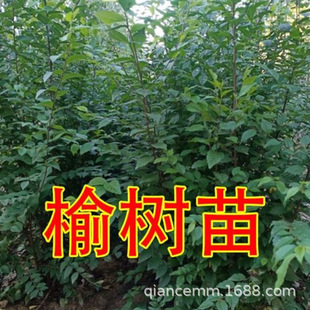 Elm Saplings, Elm Money Saplings, White Elm Saplings, Courtyard Scenery, Edible Seedlings, Road Park Greening, Cold-Resistant Saplings