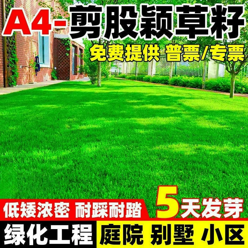 Семена газона Слабая Ползучая стрижка Glume A4 Семена травы Без скашивания Вилла Двор Карлик Устойчивый к озеленению Семена травы