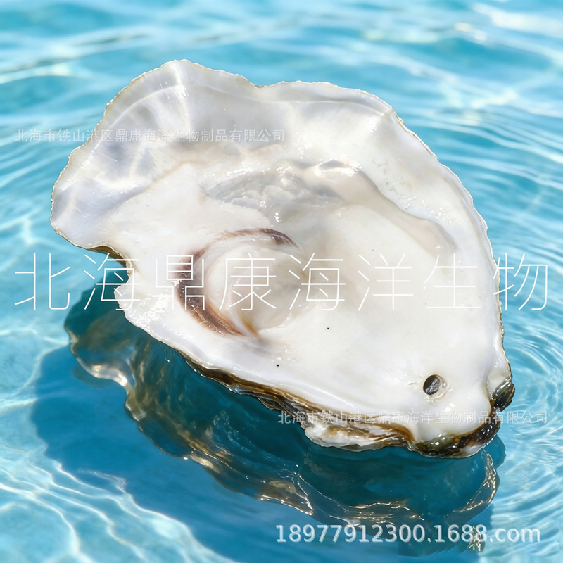 Natural North Sea Oyster Shells, Upper and Lower Shells, Special Filter Material for Koi Ponds and Fish Tanks Natural North Sea Oyster Shells, Upper and Lower Shells, Special Filter Material for Koi Ponds and Fish Tanks