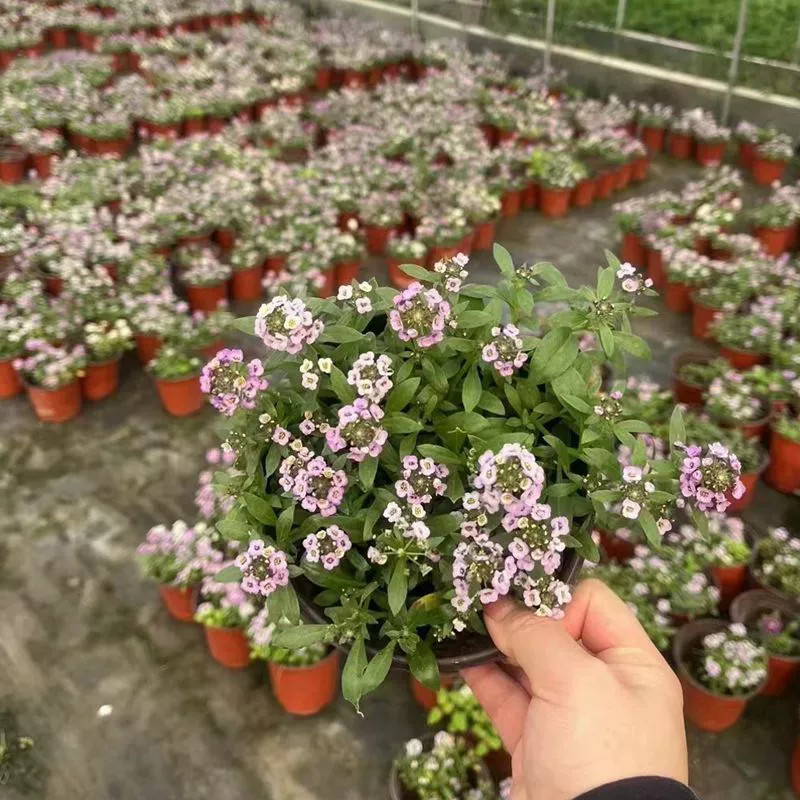 Xiangxueqiu Чэнду Цветочная граница декоративные цветы рассада сад дом Садоводство проект ландшафтного дизайна растений