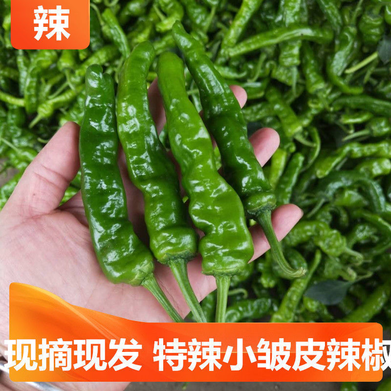 Special spicy Pepper fresh Pepper find Pellicle green pepper Fresh vegetables Farm