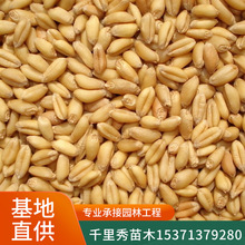 批发小麦种子猫草麦芽糖小麦草种子500克装营养丰富发芽率高新种