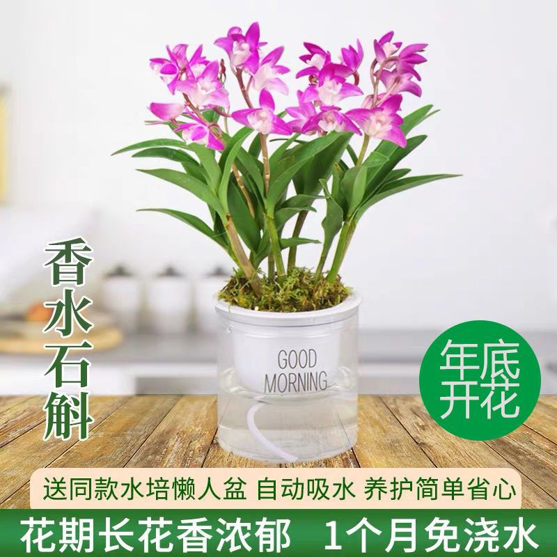好养送花盆澳洲香水石斛兰花苗浓香型花卉绿植室内盆栽铁皮石威东