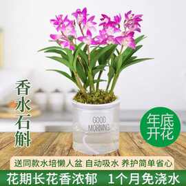 好养送花盆澳洲香水石斛兰花苗浓香型花卉绿植室内盆栽铁皮石威东