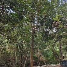 黄花风铃木报价漳州基地批发风铃木移植苗行道树各种规格供应