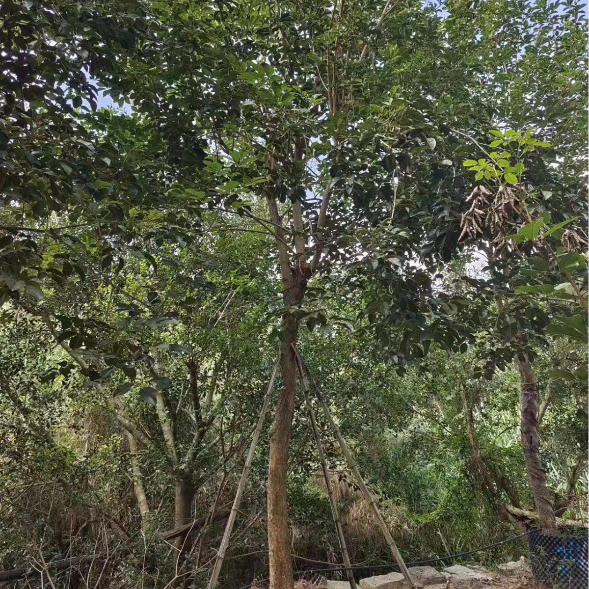 黄花风铃木报价漳州基地批发风铃木移植苗行道树各种规格供应