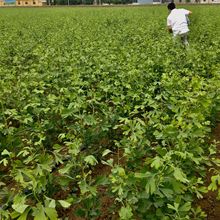 �y���~ ����y���~ ���K50�f���Nֲ���� �y���Sͪ0.8% �a��؛Դ