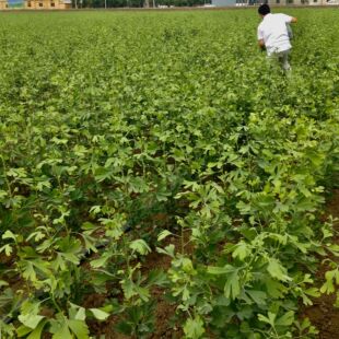 �y���~ ����y���~ ���K50�f���Nֲ���� �y���Sͪ0.8% �a��؛Դ