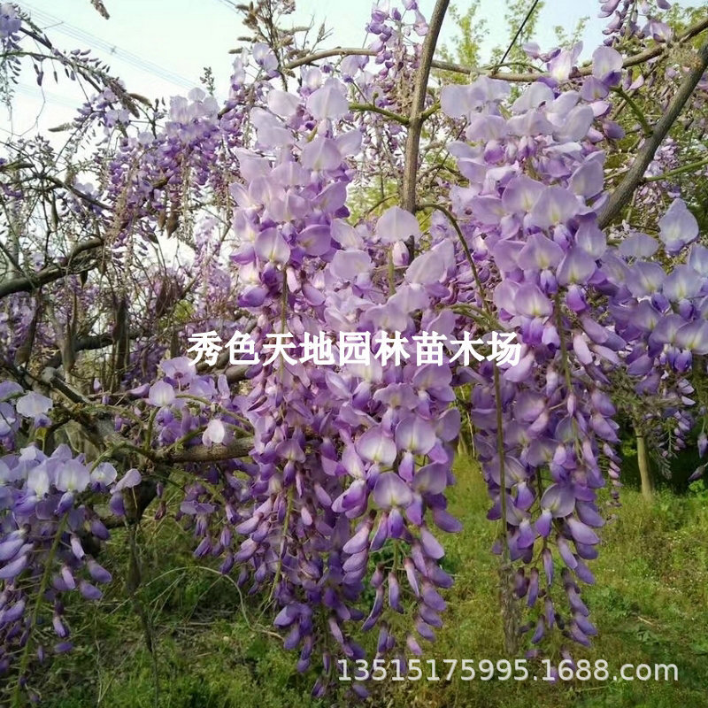 紫藤花树苗庭院别墅爬藤遮阳攀援花卉耐寒风景树盆栽多花紫藤花苗