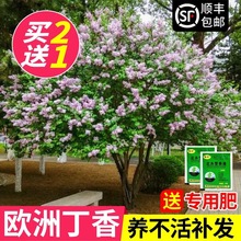丁香花树苗盆栽别墅庭院浓香室外风景树四季耐寒植物欧洲丁香花苗
