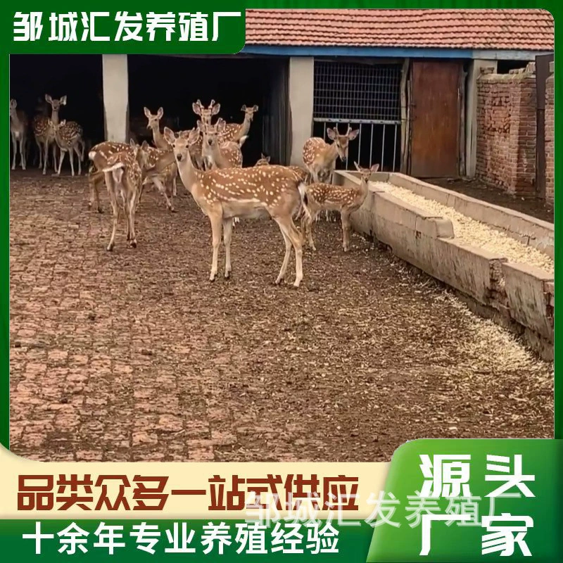 Пятнистый олень, искусственно выращенный пятнистый олень