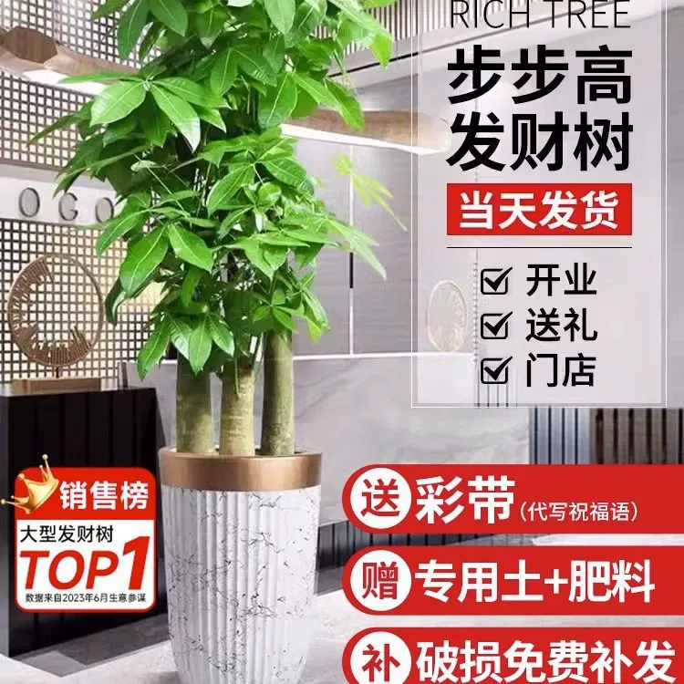 Дерево удачи большое растение в горшке трехполюсное пошаговое дерево удачи в помещении Гостиная Офис открытие большого зеленого растения в помещении зеленое растение