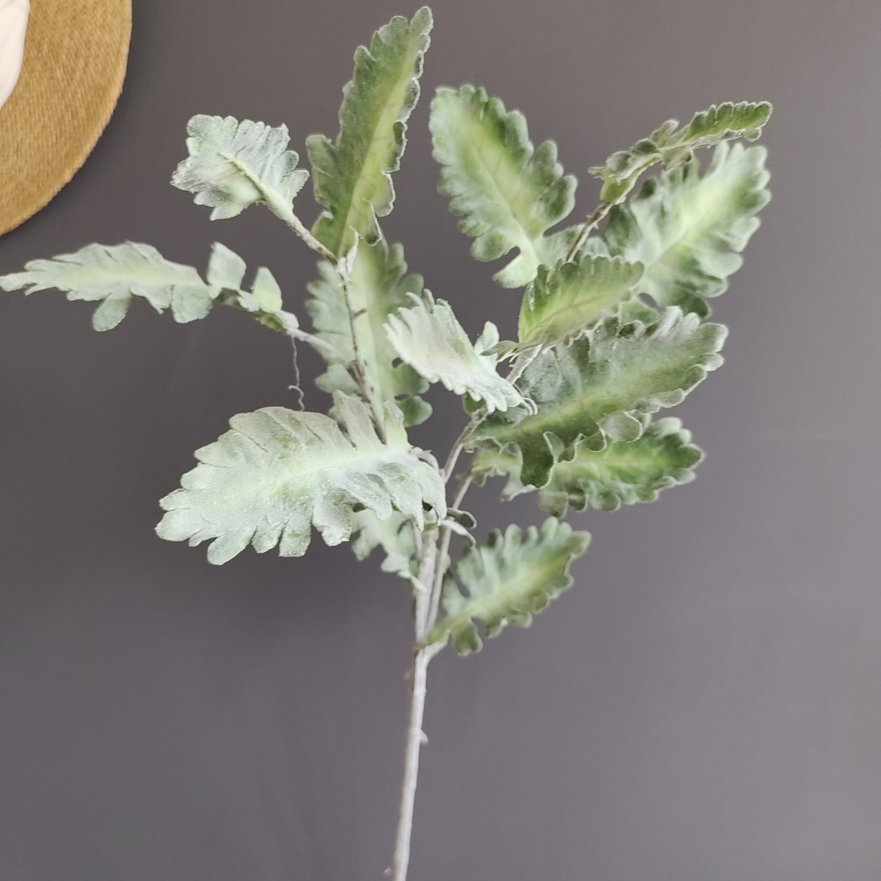 植绒银叶菊雪叶菊芙蓉菊棉毛苏 北欧家居样板间婚庆设计装饰假花