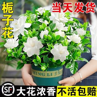 �d�ӻ����������ļ��_���Gֲ���ܘ����k���҃��m�ϑ��˺��Bֲ��