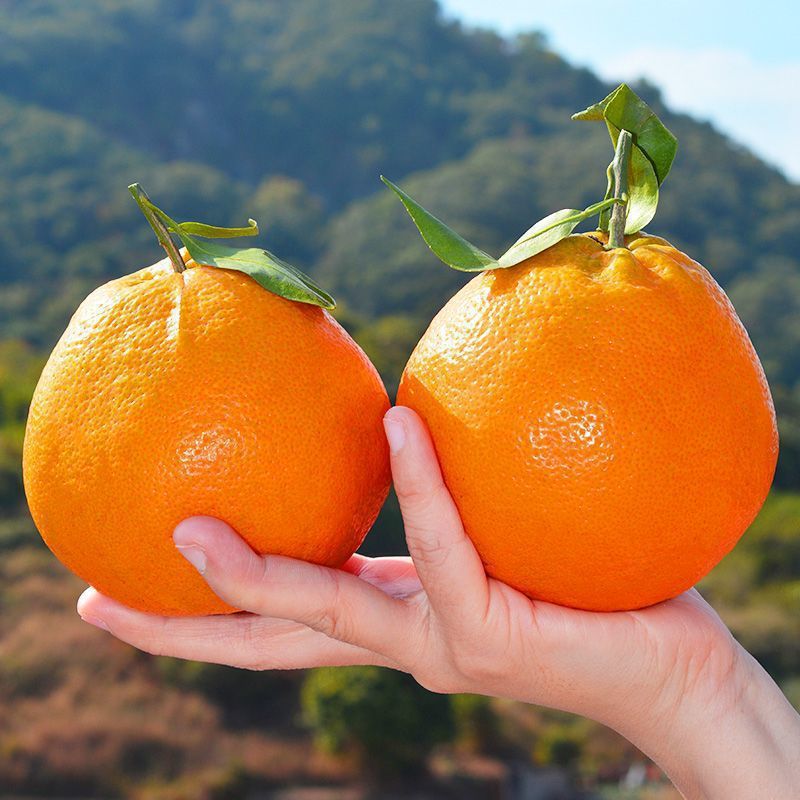 4.5-5kg 큰 과일丨8인분