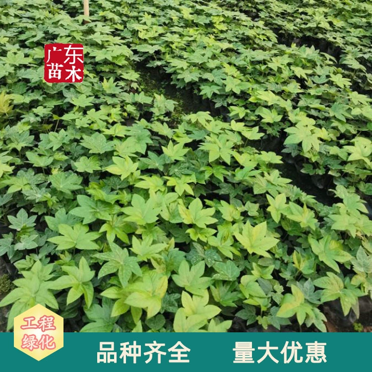 Различные спецификации восьмиугольной золотой пластины садовой инженерии Озеленение базы питомника Оптовые почвопокровные сорта завершены