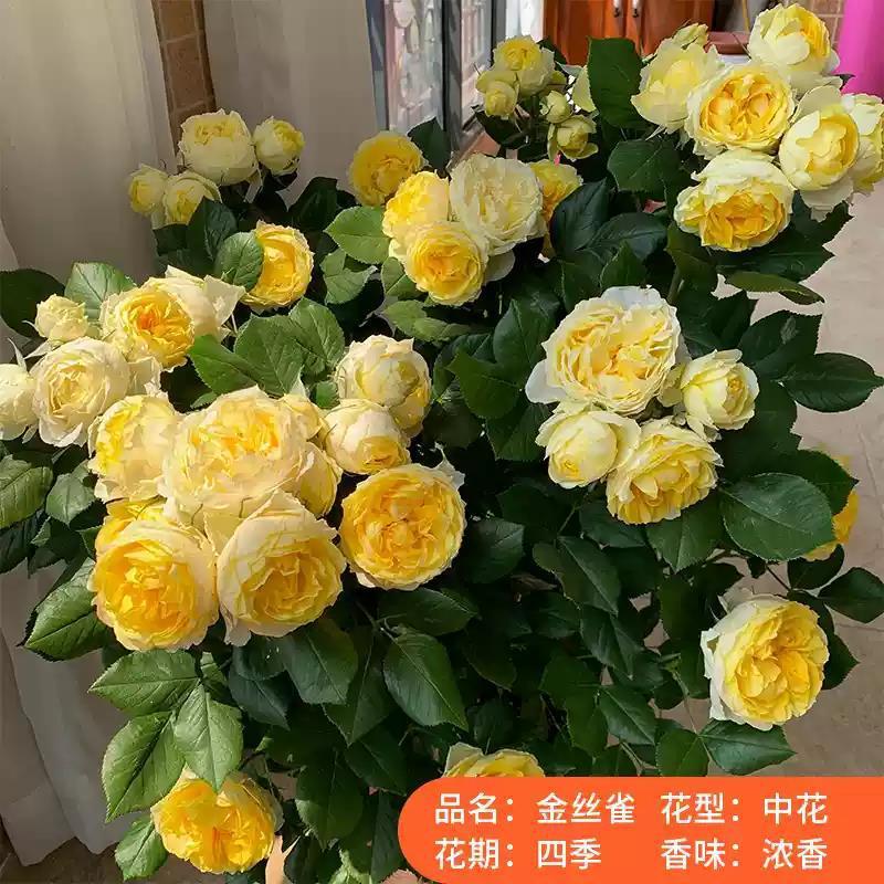 四季咲きのバラの花苗、特大の花つる苗、屋内外のバルコニー鉢植えバラ|undefined