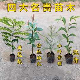 苗海南黄花梨树苗金丝楠木树苗沉香正宗小叶紫檀名木珍稀四大海南
