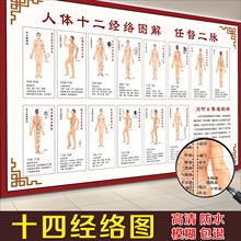 人体十二经络十四经络穴位图穴位病症对照图中医养生解剖防水挂图