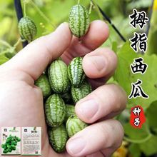 拇指西瓜种子西瓜种籽春季秋迷你小盆栽四季阳台西瓜水果蔬菜种孑