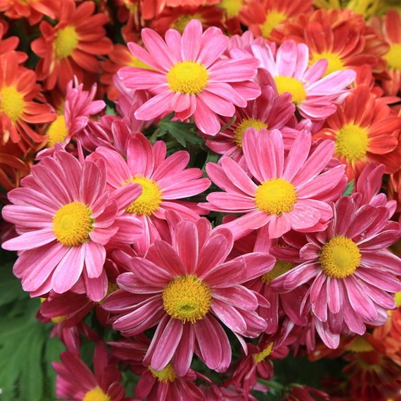 Почвопокровные семена хризантемы Посев на открытом воздухе легко выращивать живые семена цветов карликовые цветы во дворе рассада цветов семена садовые горшечные растения