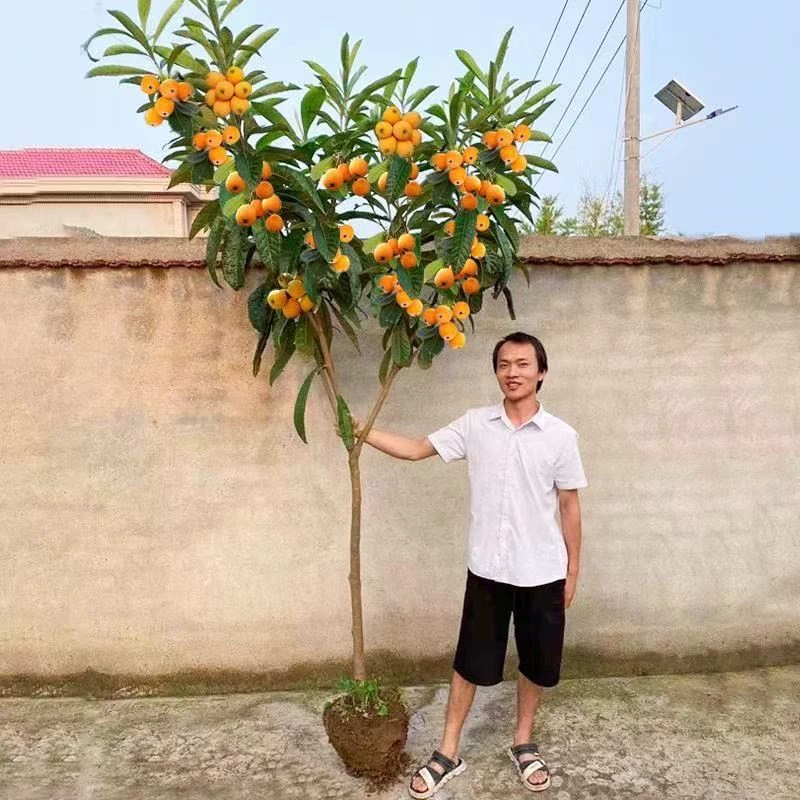 Саженцы плодов сидфолия без косточек, саженцы сахарной сидфолии без косточек, саженцы сидфолии, привитые горшечные растения для больших садов, которые в том же году дают плоды.