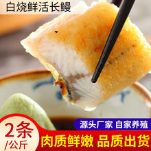 白烧长鳗40P东源烤鳗鱼日料中西餐原料食材白烧鳗鱼海鲜刺身寿司