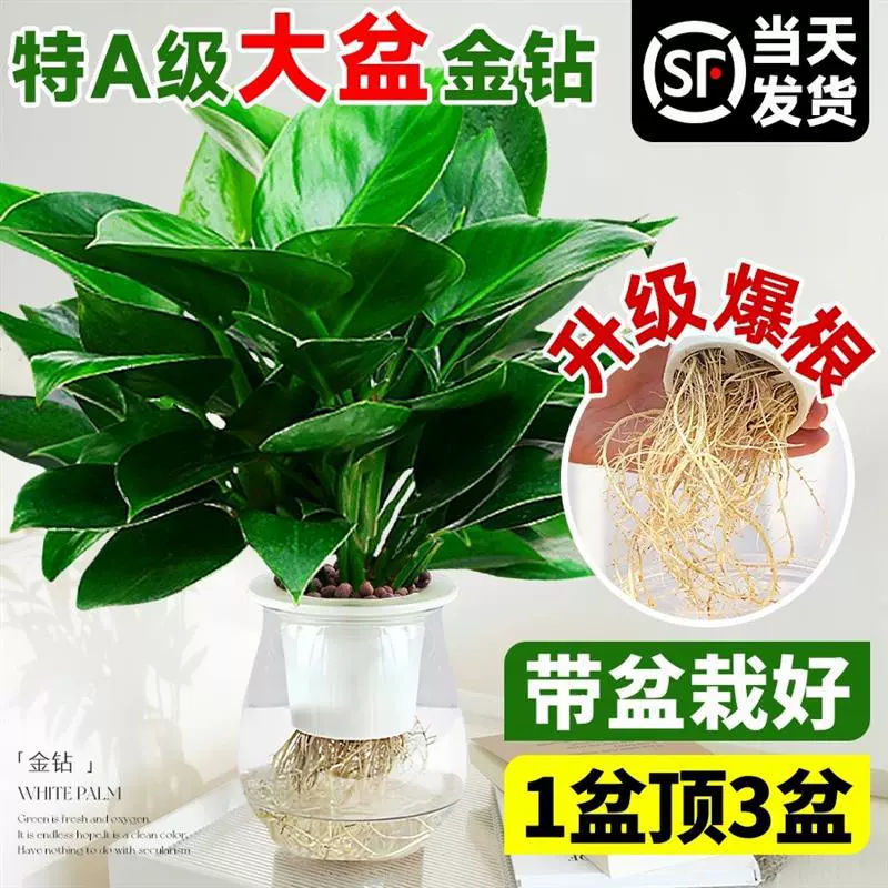 金钻绿公主盆栽带花苞水培植物室内好养新房吸除甲醛四季花卉绿植