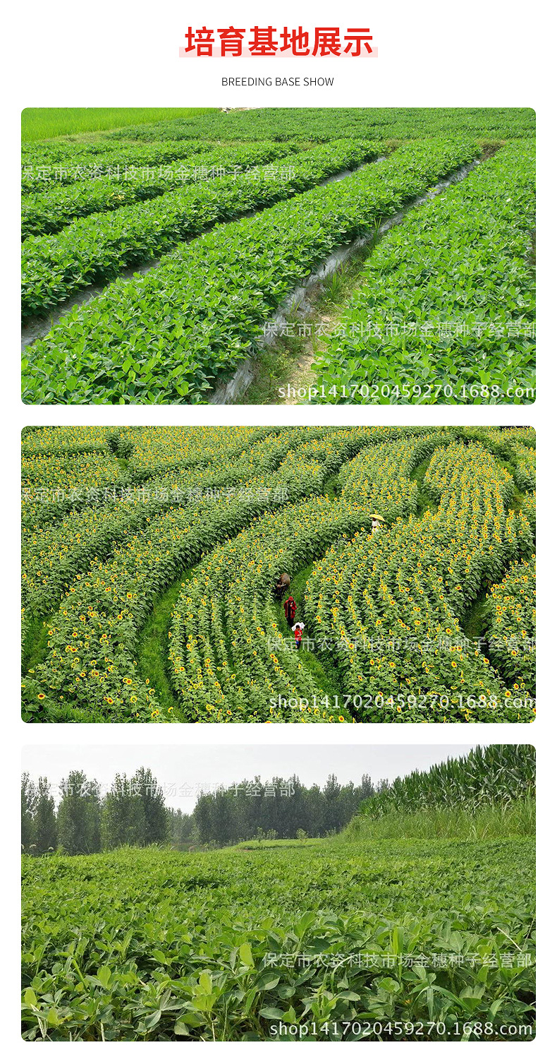 彩糯米详情页_14