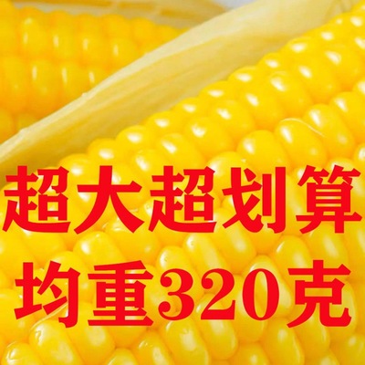 10棒东北新鲜甜糯玉米非转基因东北黏苞米黄糯玉米棒速冻玉米即食|ms