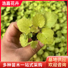 ��ɫ�\������ֲ������ ���������ļ�׃ɫ��ɫ �������޸����ܵ\��