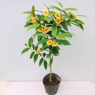 �𻨲������ǰ��}�𻨲����Կ�ʳ���҃����ͺ������ļ����Gֲ��