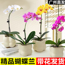 mԻ玧҃rGֲļ_͏dFֲ