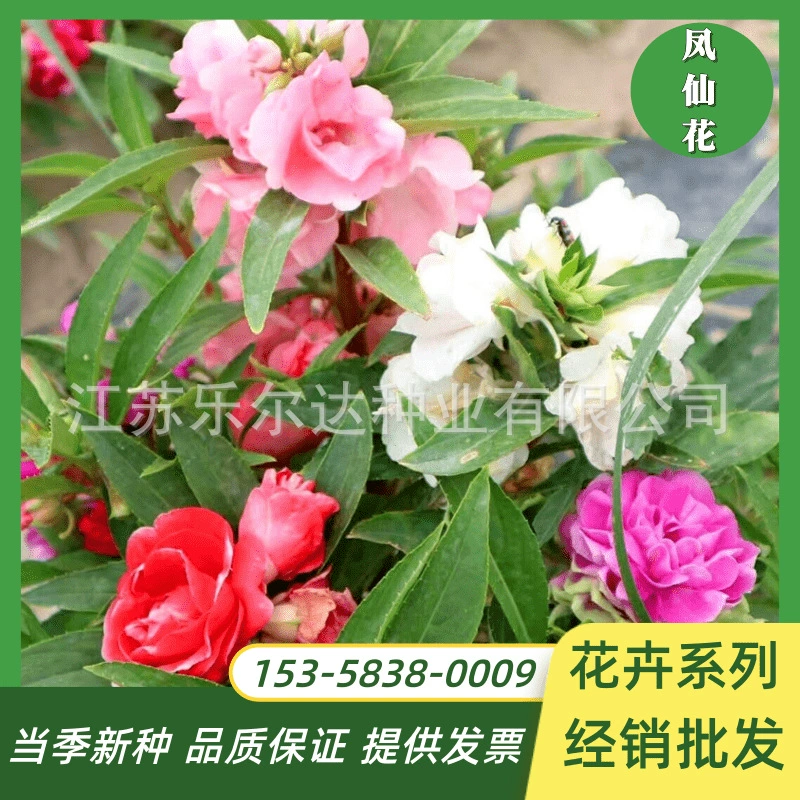 Бессмертные семена Семена цветов Хайна Пакет семян цветов Four Seasons Семена цветов Легко жить Цветущие семена цветов в горшке