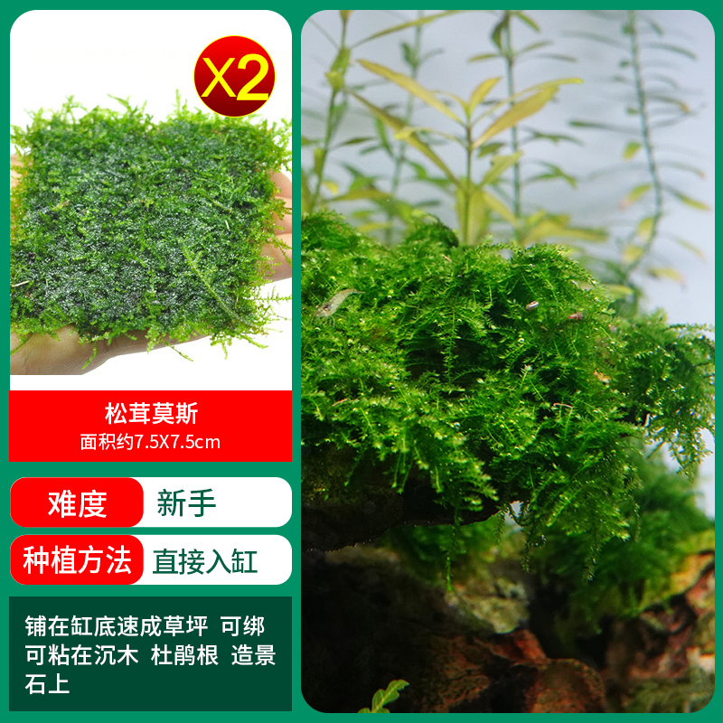 송이버섯이끼 1개 구매 2개