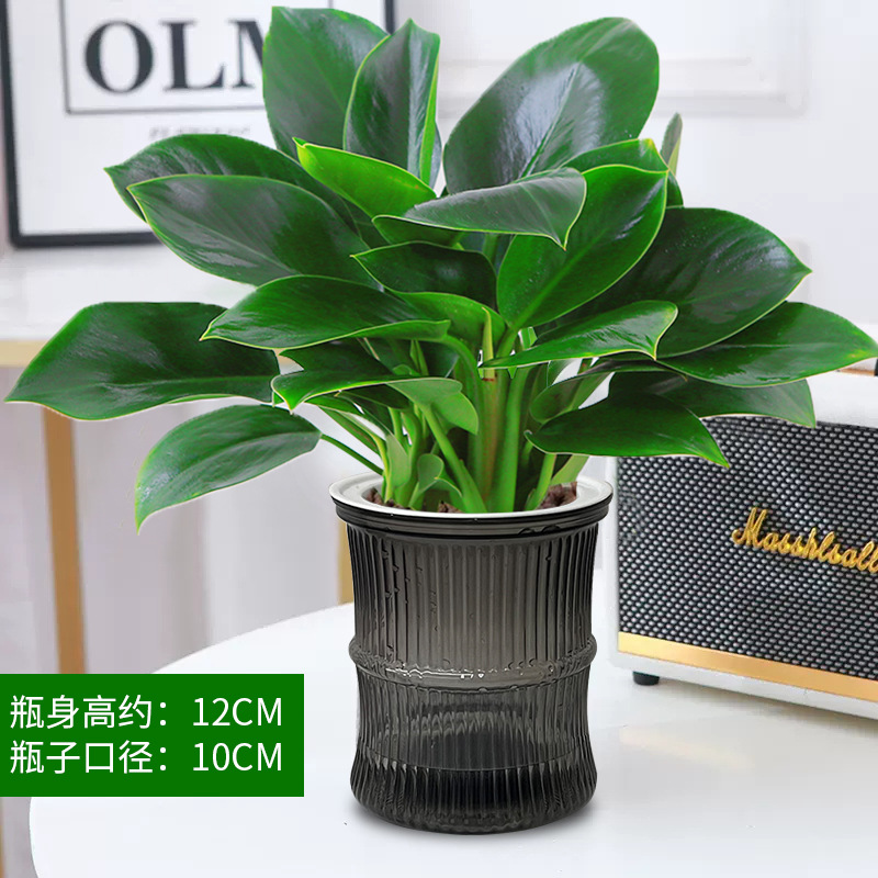 [핫한 신제품] 골든다이아몬드 25cm 3그루(대나무흡수대) + 영양액