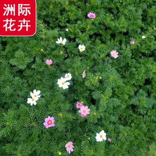矮杆波斯菊花苗带花盆栽室内外好养多年生格桑花庭院景观花草